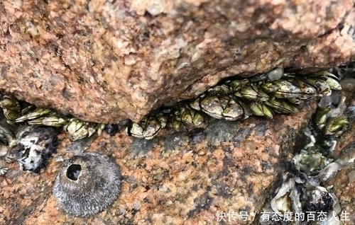 不想|全球“最贵”的海鲜,一斤价格上万,渔民却表示不想挣这钱