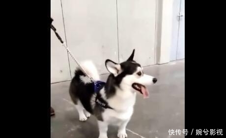 哈士奇|哈士奇的血脉到底有多恐怖？看完笑死了，原来这么好玩