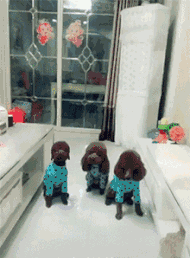 搞笑|搞笑GIF：主人假装晕倒，那只假装看不见的你是不是有点过分了！