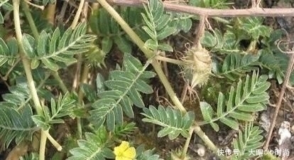  植物|农村的野生黄芪什么样？和野刺蒺藜是一种植物吗？怎么分辨？