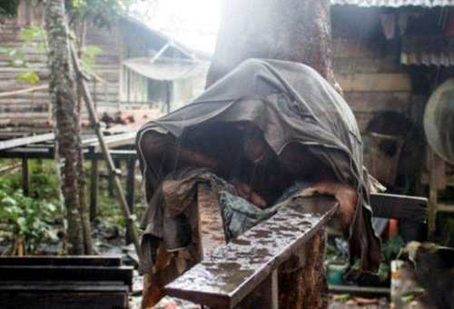 肿瘤|农村女子山里发现一长着“大肿瘤”还会动的树,上前查看双眼呆了