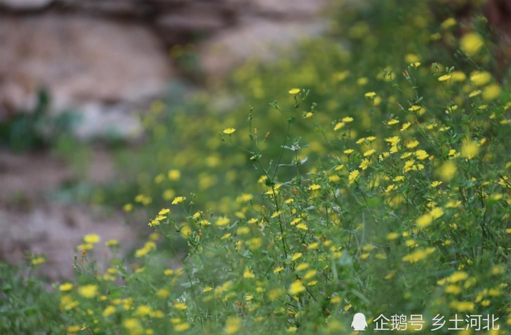  石屋|76岁老汉携老伴儿住在山巅，房屋距今200年，与世无争似神仙