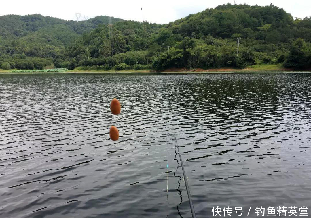  草鱼|分享玉米面钓饵的制作方法，鲫鱼爱吃，鲤鱼草鱼也经常光顾