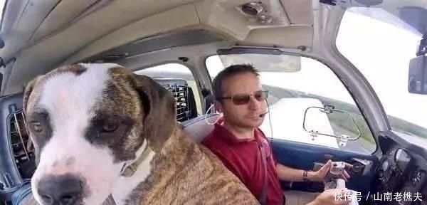  贷款|工程师贷款买飞机，2年来救助上千只毛孩，帮助它们逃离安乐死