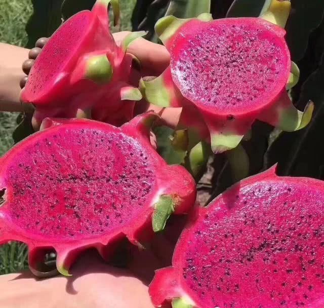 差别|吃完20很多年红龙果,才了解“红心和白心”的差别,觉得自身白吃了