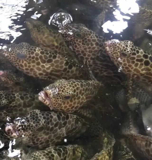 海鲜|世界上65种珍奇海鲜,贝爷都不敢说全部吃过,你吃过几种