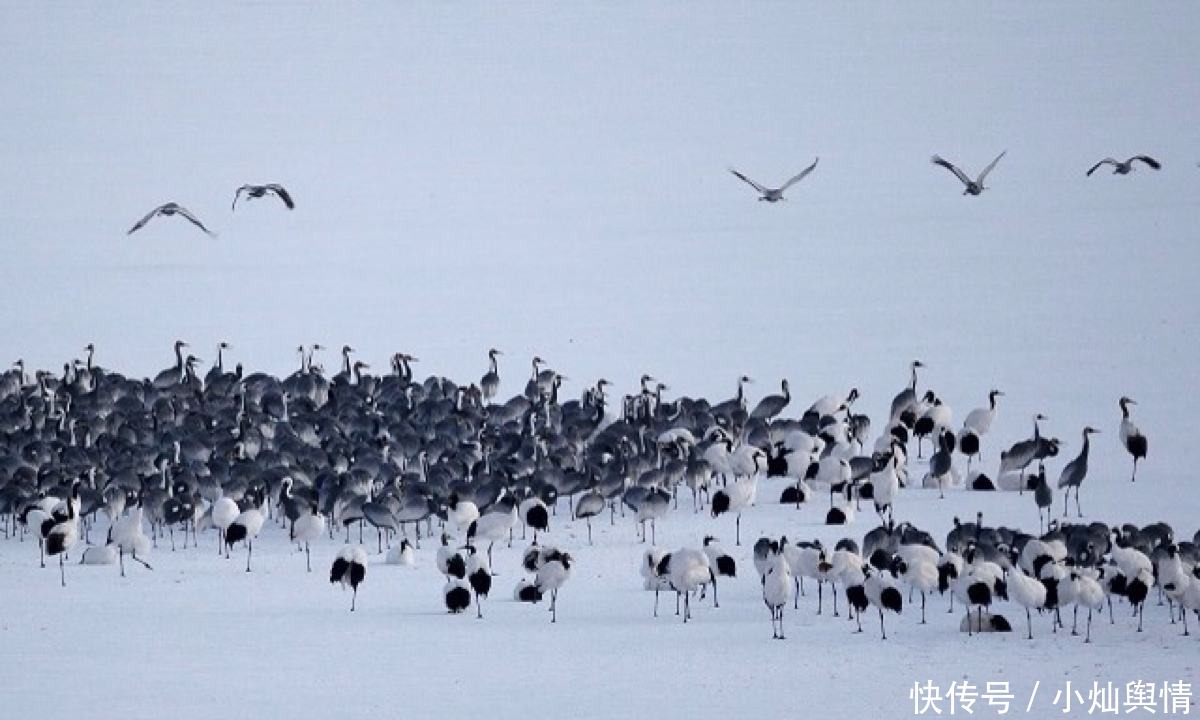  中国|中国有两个邻国至今没划定国界线，若达成永久和平，它们可能灭绝