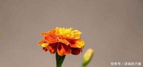 女人|长相看起来很平凡,但女人味十足,越看越喜欢的四大生肖女