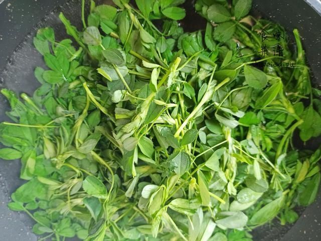 苜蓿菜|春天碰到这野菜别犹豫,我一买就是20斤,营养价值高,常吃身体好