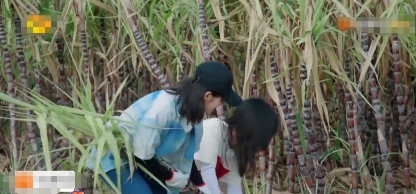 请来|下期《向往》收视稳了,请来观众喜欢的“CP”,说啥都要追了