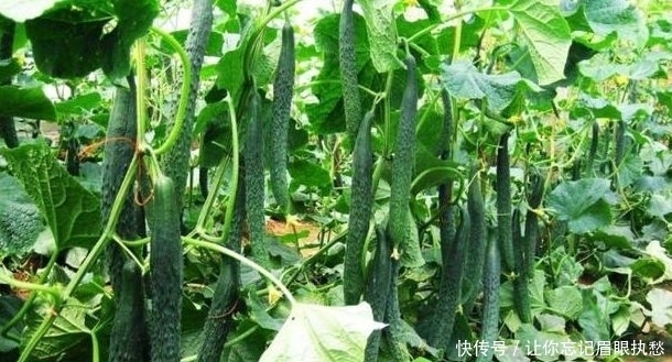 二氧化碳|黄瓜保护地种植,该如何增施“二氧化碳”?惠农为您解答