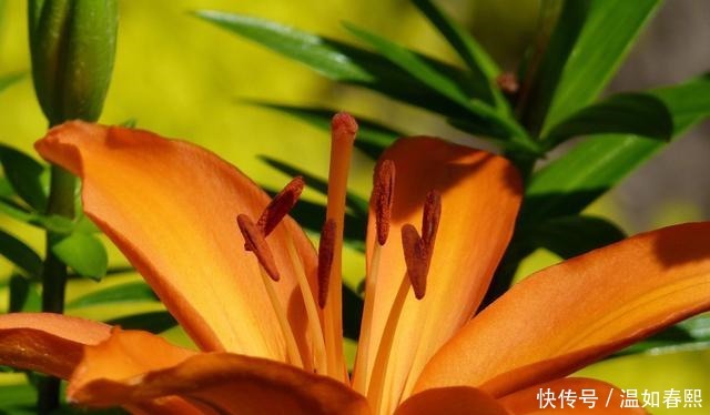 降临|在8月下旬,摆脱困境,好运降临,旗开得胜的三大星座