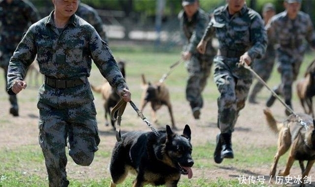  赚足|老兵退伍被军犬察觉，狗狗咬住包裹哀求他别走，场景赚足热泪