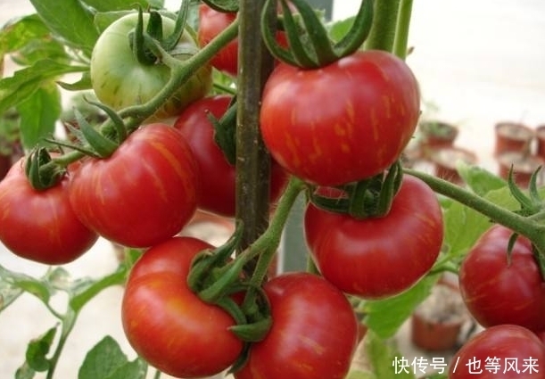 搭配|西红柿鸡蛋是“国菜”,跟“死对头”一起吃,小心慢性中毒