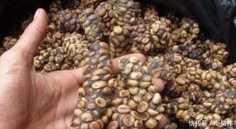 咖啡|深挖“猫屎咖啡”制作过程,网友:良心不会痛吗?