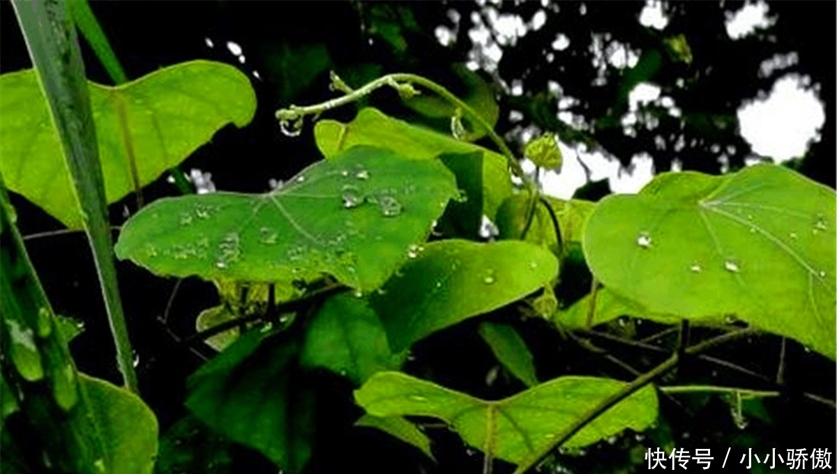 十付|俗语: “吃药十付, 不如独宿一夜”, 有何说法, 为何吃药不如独宿?