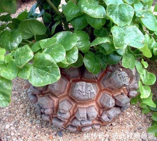 全球|盘点全球昂贵8类多肉,养过其中3种,我跪下抱大腿,乖乖叫土豪