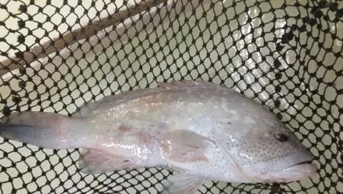 海鲜|世界上65种珍奇海鲜,贝爷都不敢说全部吃过,你吃过几种