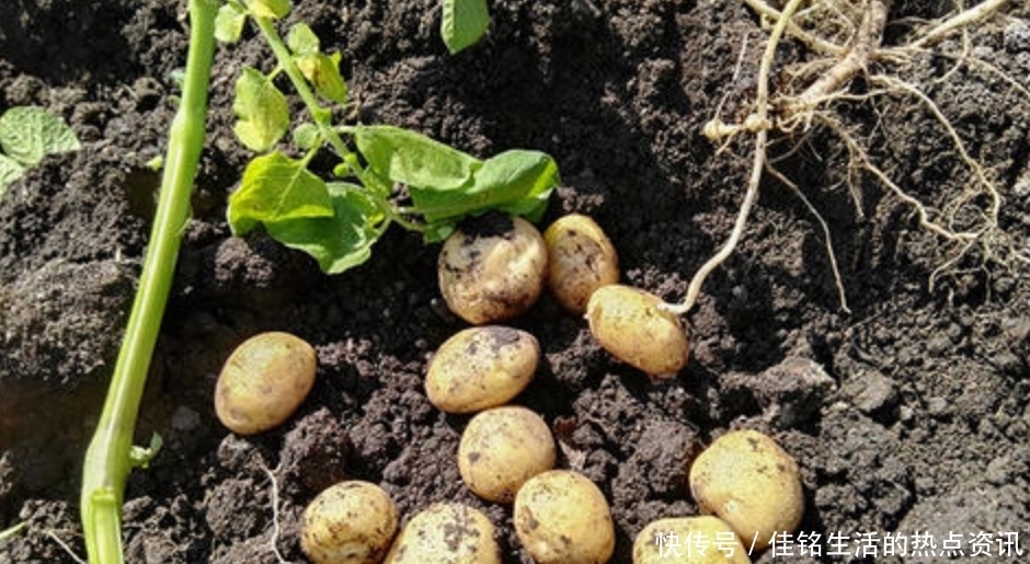东北菜|一道有魅力的东北菜“土豆炖豆角”