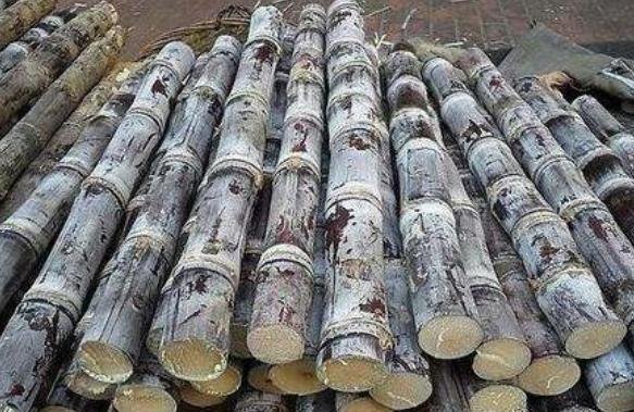 甘蔗的时|南方大妈另类卖甘蔗,原价5元,简单加工后,就卖20元的“天价”