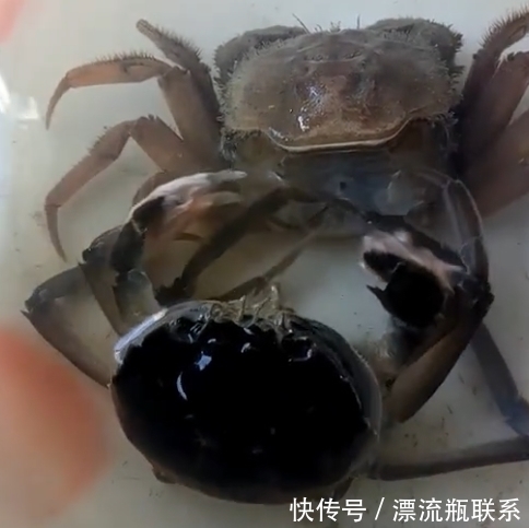 淡定|女子买回来2只螃蟹,第二天变成了3只,定睛一看不淡定了