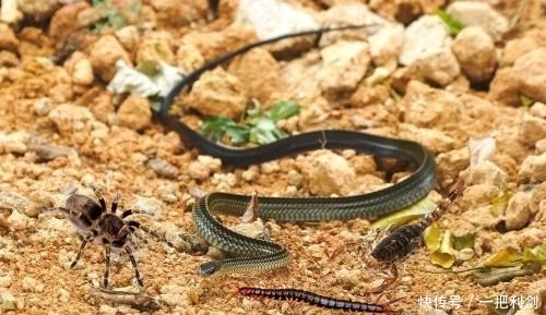  接下来|男子在挖地发现一条蛇，打死后接下来，男子不淡定了
