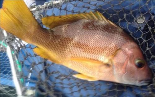 介绍的则|全球“最名贵”的6种鱼,最高一公斤卖16万,有钱也吃不起