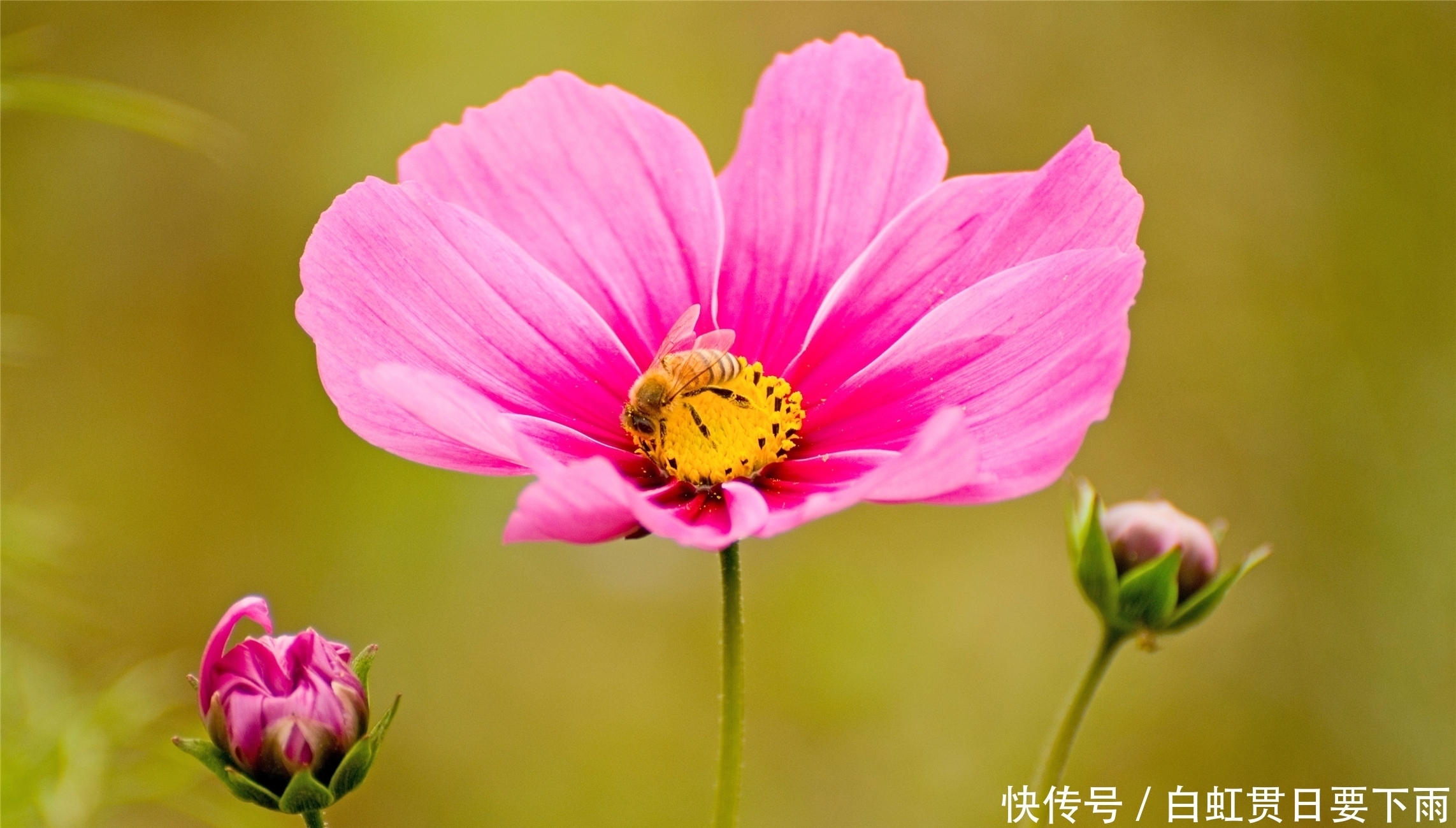 星座|巨蟹座女人很适合结婚，却为何也容易晚婚，甚至容易被错过