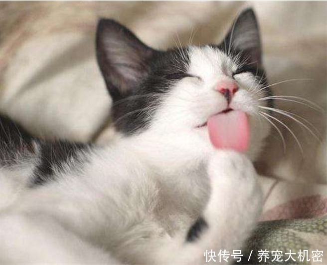  球片|化毛球片和化毛膏到底哪个更胜一筹？