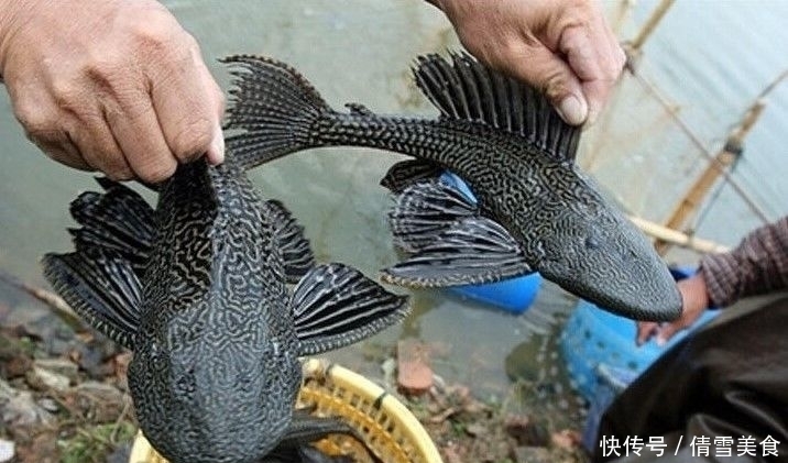 做好|它很可能成为第二个“小龙虾”,已有人类对它动手了,做好准备吧