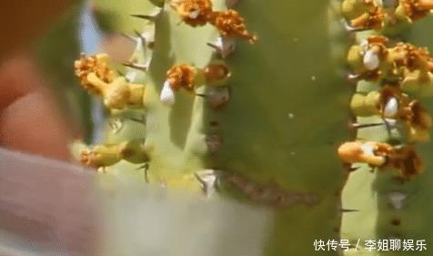 辣椒|世界上最辣的植物是什么?不是魔鬼辣椒,而是一种“仙人掌”