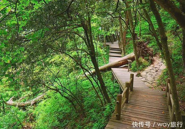  森林|高温席卷的初夏，不如去这些堪比童话仙境的小众森林里乘个凉！