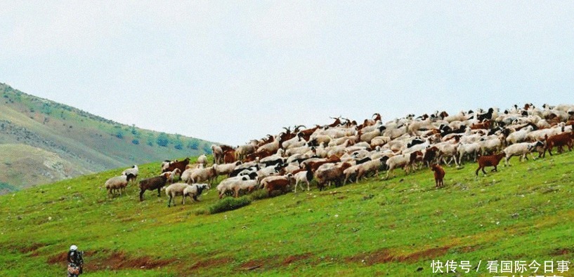 蒙古国|蒙古为表诚意,用羊群当“敲门砖”,中方立马还以大礼