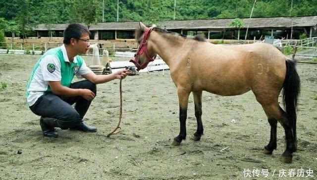 一口气|古代的马一口气能跑多少里? 一口气跑500米就行!