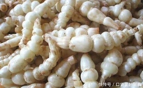 生于|草石蚕,别名螺丝菜,生于水边、湿地、田边,地下茎形似螺丝