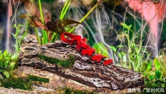 鲜花|球鞋当花瓶,鲜花填充羽绒服?时尚界的环保也太香了