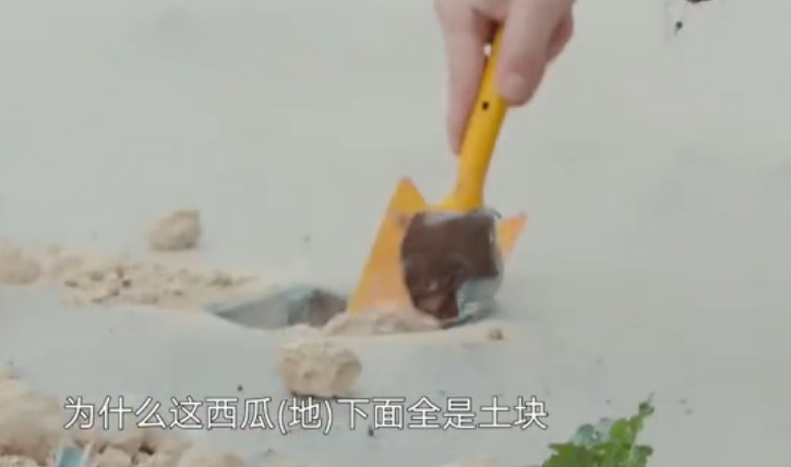 向往|向往的生活张子枫给瓜苗浇水!懂的人看了无奈还得靠工作人员