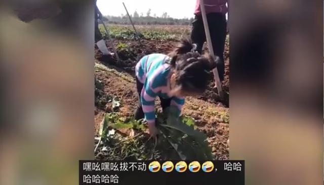 哼唱|3岁萌娃边拔萝卜边哼唱儿歌火了，网友：大部分孩子的童年记忆！
