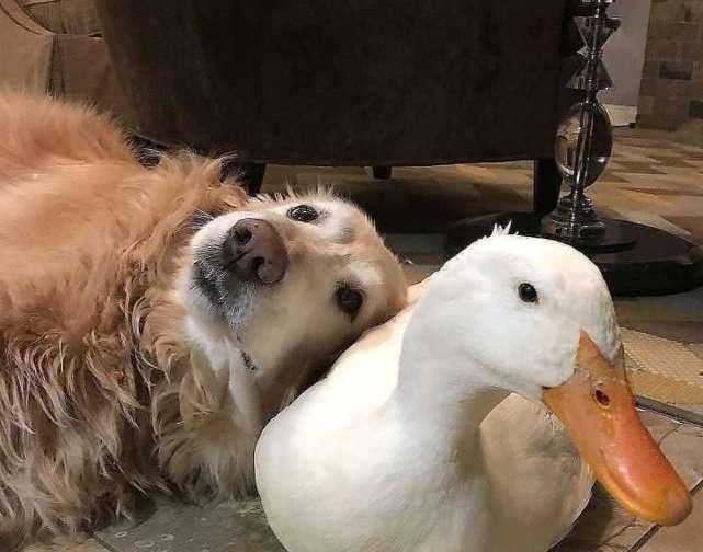 滑稽|鸭子从小跟着狗狗长大,竟把自己当成了狗,场面简直太滑稽了