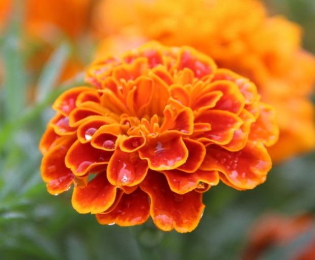 医药|此花具有很高的医药价值，花朵金灿灿、黄澄澄，代表了离别的悲伤