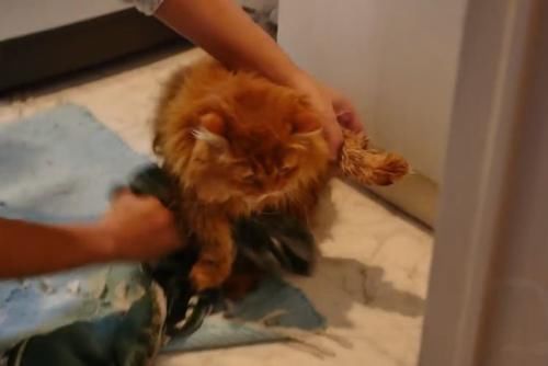 滑稽|猫咪失足跌落水池,游泳的姿势太滑稽了,喵星人都是好奇心作怪