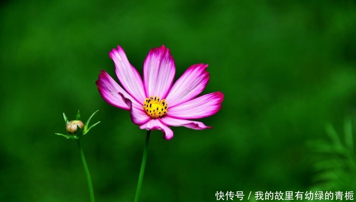  格桑花|格桑花如何繁殖养护，需要注意什么？