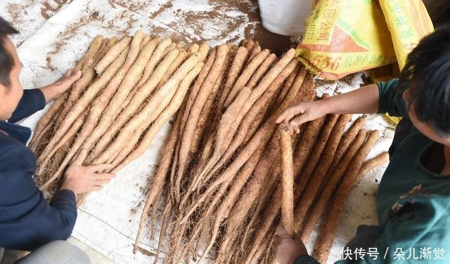 海带|秋天最该吃的六种蔬菜,样样补水润燥,个个平价,家家吃得起