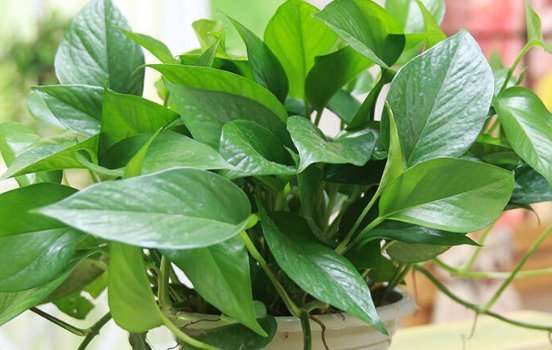 种花|喜欢养花，就养这4种花，漂亮好养花期长，用来净化空气最适合