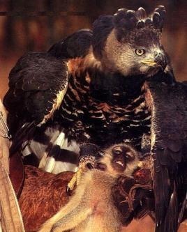  霸主|世界猛禽战力排行榜，谁才是猛禽界的天空霸主