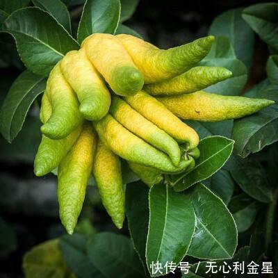 好吃|清香奇特的佛手,别致又好吃