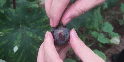 不吐|吃葡萄可以不吐皮,但吃“它”一定要吐很多籽!