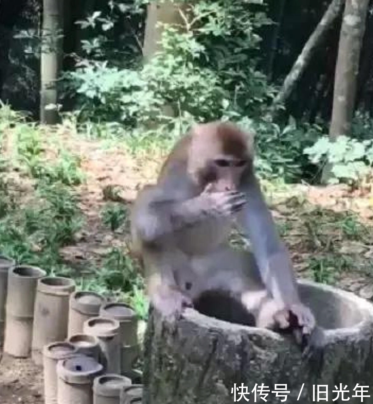 美女|美女使坏给猴子吃榴莲，猴子的动作亮了