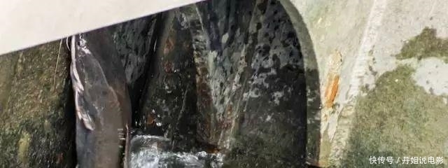  污水|男子下水道中捕获1米长大鱼, 喝地沟油长大, 身体发生畸变!