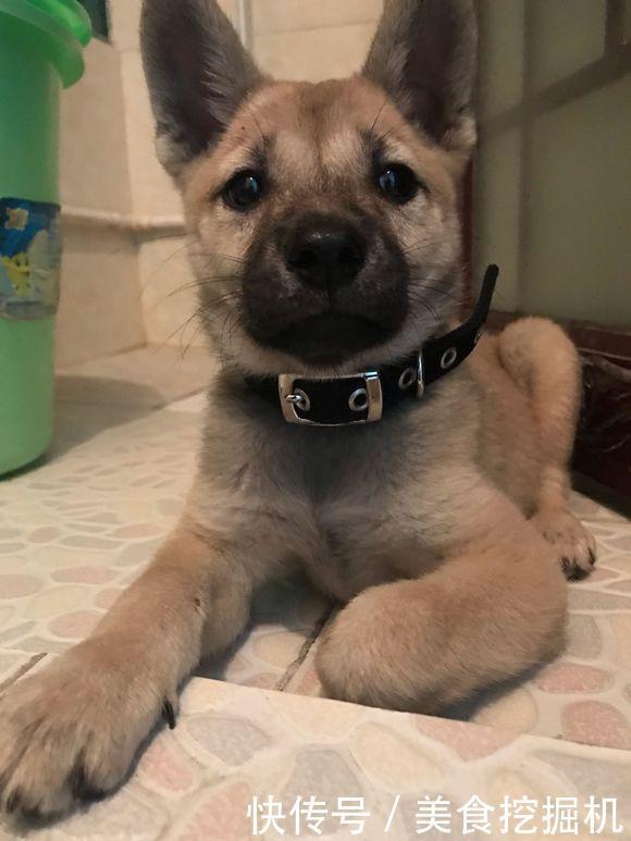  看着|路边捡到只小奶狗，女孩带回家后才知道它流浪的原因，令人气愤